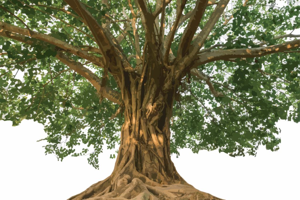 Ayurvedic And Spiritual Significance Of The Peepal Tree